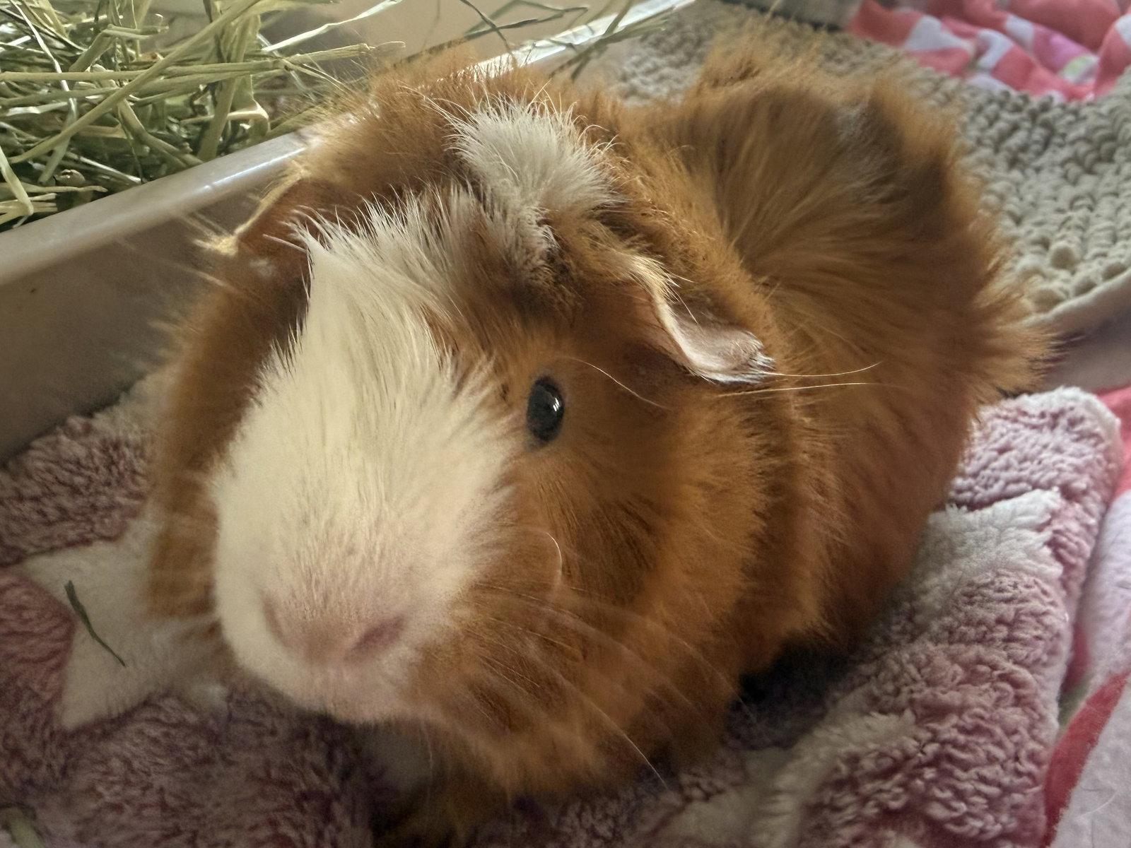 Enlarge Humphrey *bonded to Herbert*, a Adopted Guinea Pig in Marshfield, WI image 1/2