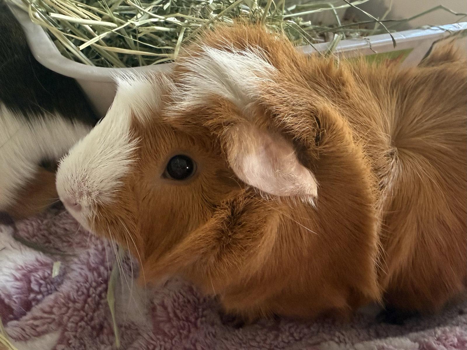 Enlarge Humphrey *bonded to Herbert*, a Adopted Guinea Pig in Marshfield, WI image 2/2