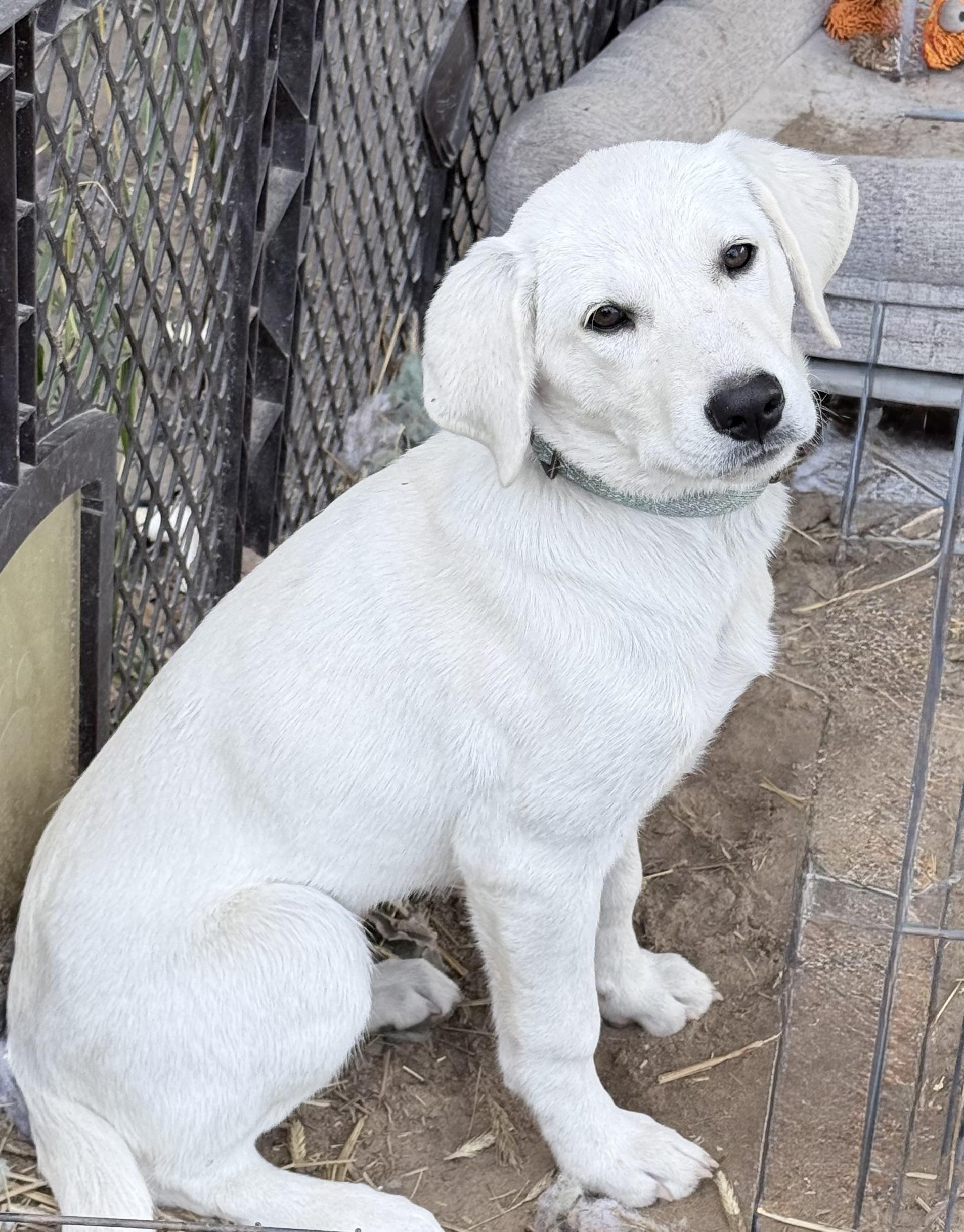 Enlarge Hannah (Courtesy Post), a Adoptable Yellow Labrador Retriever in Nerstrand, MN image 2/2