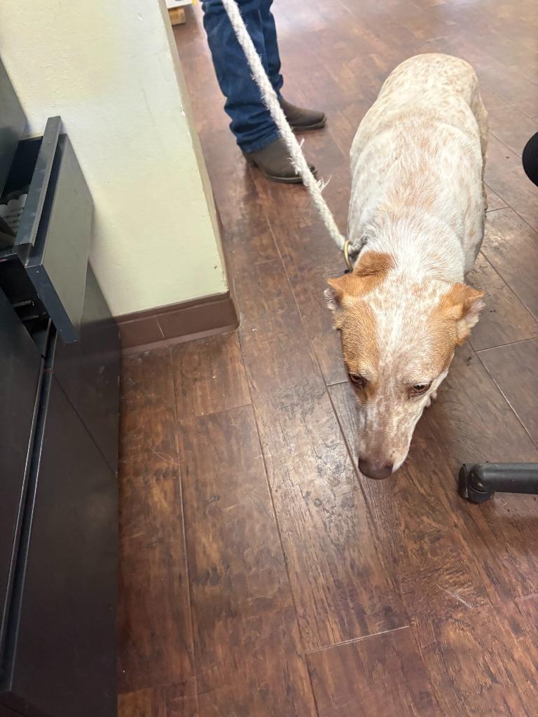 Dog Kennel #16, Adoptable, Young Female Australian Cattle Dog / Blue Heeler & Mixed Breed.