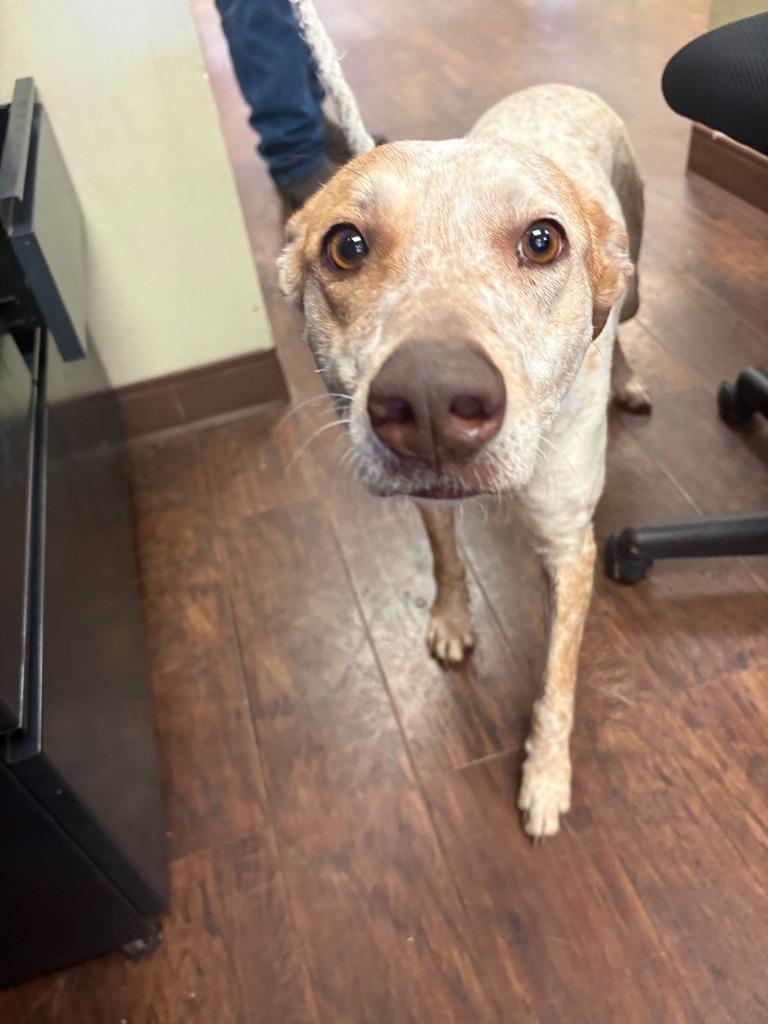 Enlarge Dog Kennel #16, a Adoptable mixed breed in Greenville, TX image 2/4