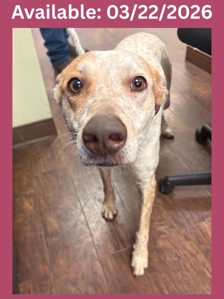 Enlarge Dog Kennel #16, a Adoptable mixed breed in Greenville, TX image 3/4