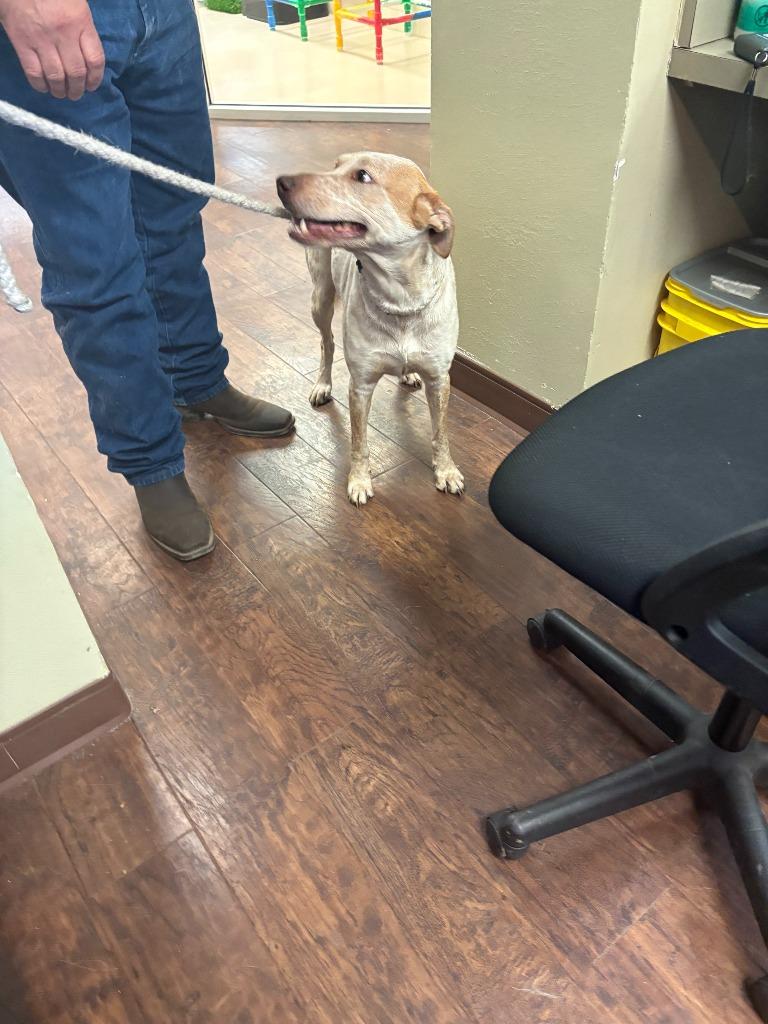 Enlarge Dog Kennel #16, a Adoptable mixed breed in Greenville, TX image 4/4