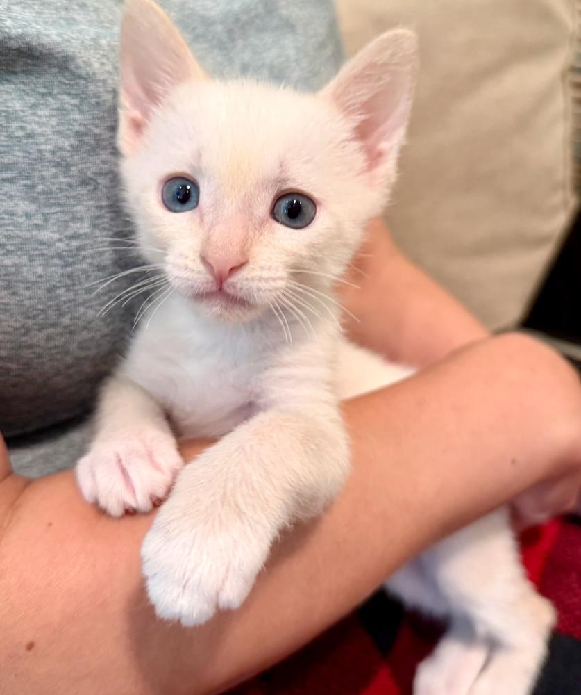 Enlarge Stuart, a Adoptable mixed breed in Fort Lauderdale, FL image 2/5