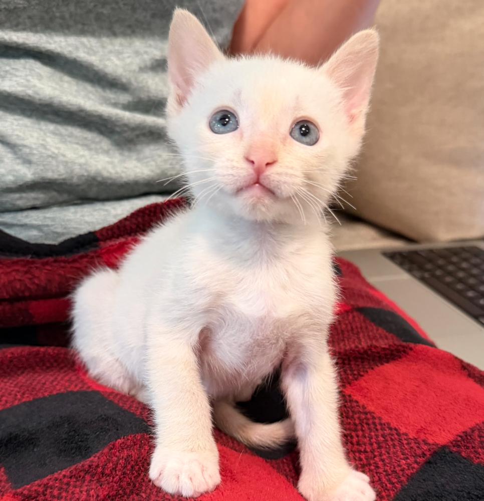 Enlarge Stuart, a Adoptable mixed breed in Fort Lauderdale, FL image 3/5