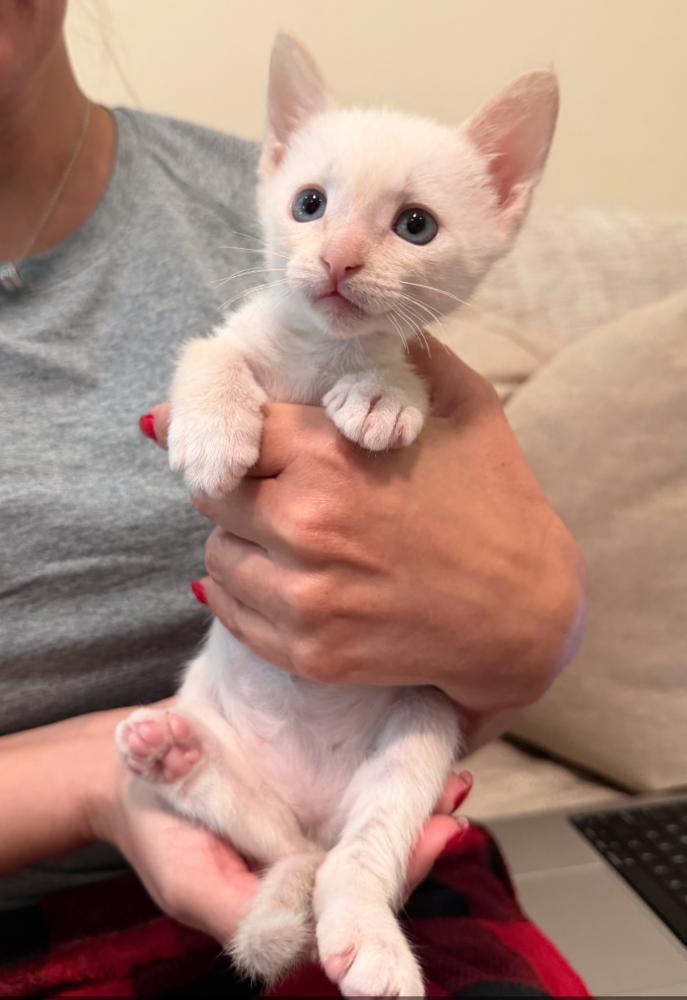 Enlarge Stuart, a Adoptable mixed breed in Fort Lauderdale, FL image 4/5