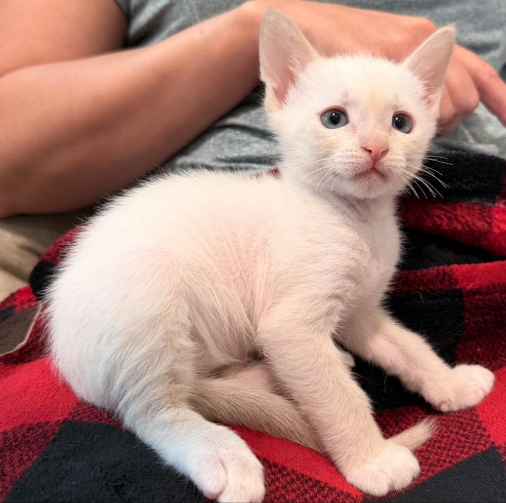 Enlarge Stuart, a Adoptable mixed breed in Fort Lauderdale, FL image 5/5