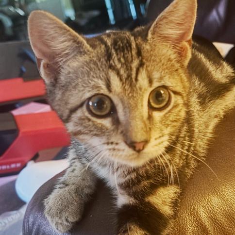 Abu, Adoptable, Kitten Male Domestic Short Hair.