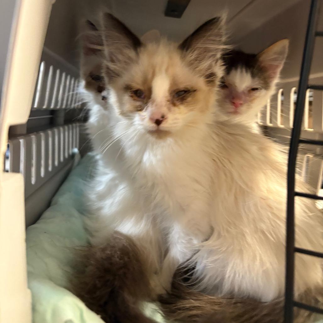 Enlarge Q Tip, an adopted Domestic Medium Hair in Blackfoot, ID image 1/1