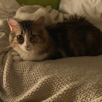 Enlarge Poppy Hollow, a Adoptable Domestic Long Hair in Salt Lake City, UT image 1/6