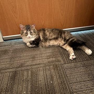 Enlarge Poppy Hollow, a Adoptable Domestic Long Hair in Salt Lake City, UT image 2/6