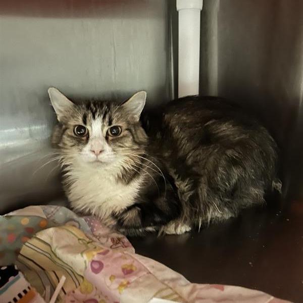 Enlarge Poppy Hollow, a Adoptable Domestic Long Hair in Salt Lake City, UT image 2/3