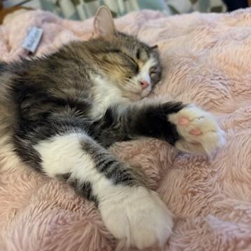 Enlarge Poppy Hollow, a Adoptable Domestic Long Hair in Salt Lake City, UT image 3/6