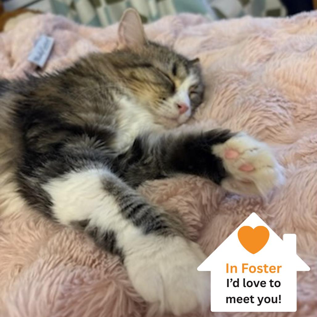 Enlarge Poppy Hollow, a Adoptable Domestic Long Hair in Salt Lake City, UT image 4/6