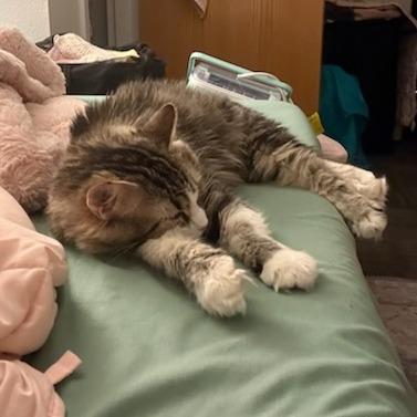 Enlarge Poppy Hollow, a Adoptable Domestic Long Hair in Salt Lake City, UT image 5/6