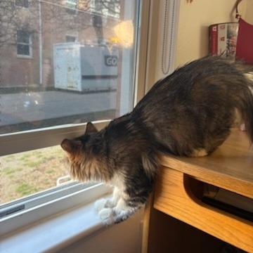 Enlarge Poppy Hollow, a Adoptable Domestic Long Hair in Salt Lake City, UT image 6/6