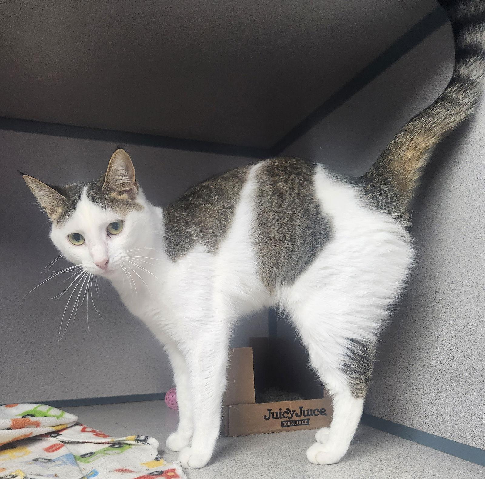 Ivy, Adoptable, Adult Female Tabby.