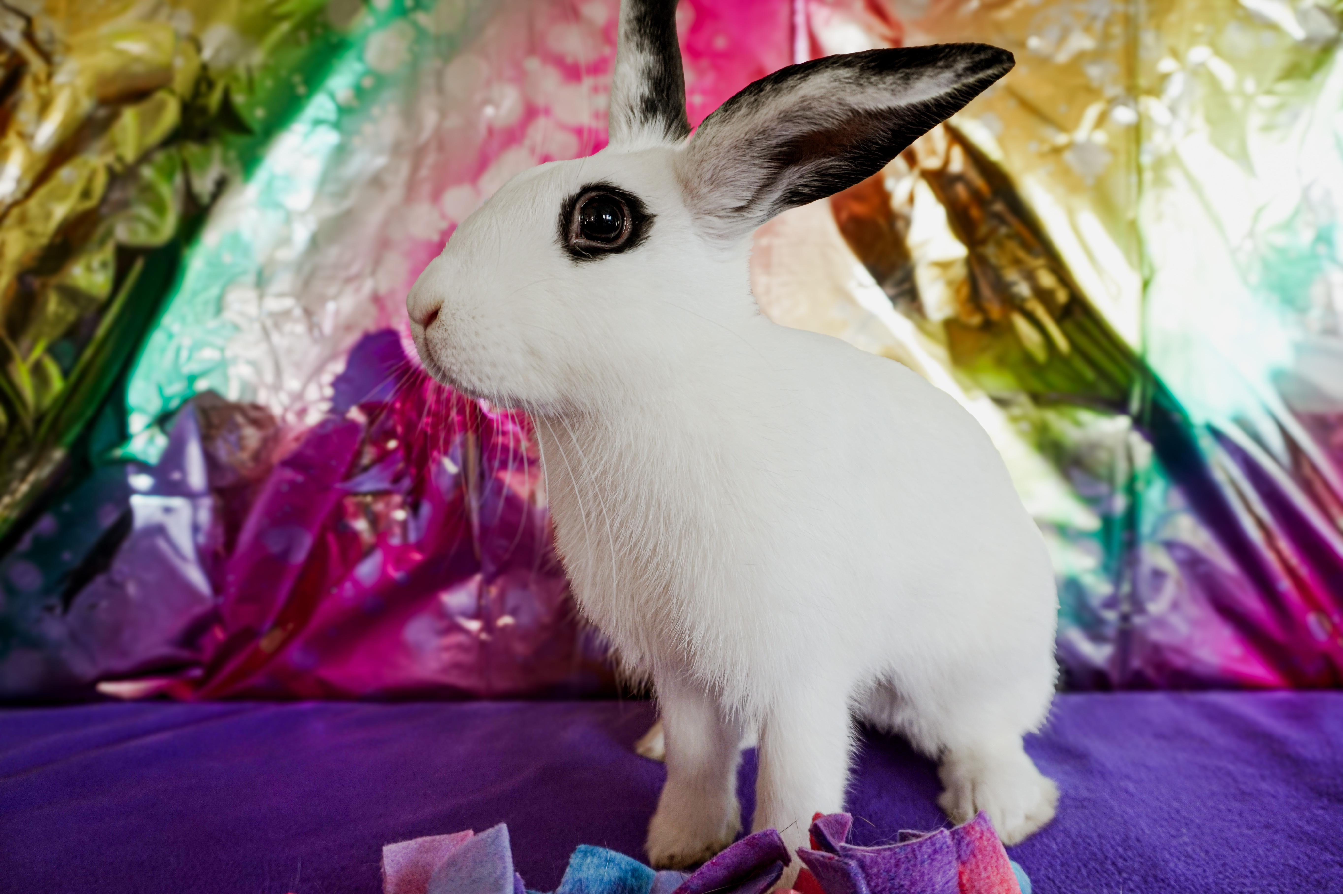 Fig, ADOPTABLE, Young Female Bunny Rabbit.