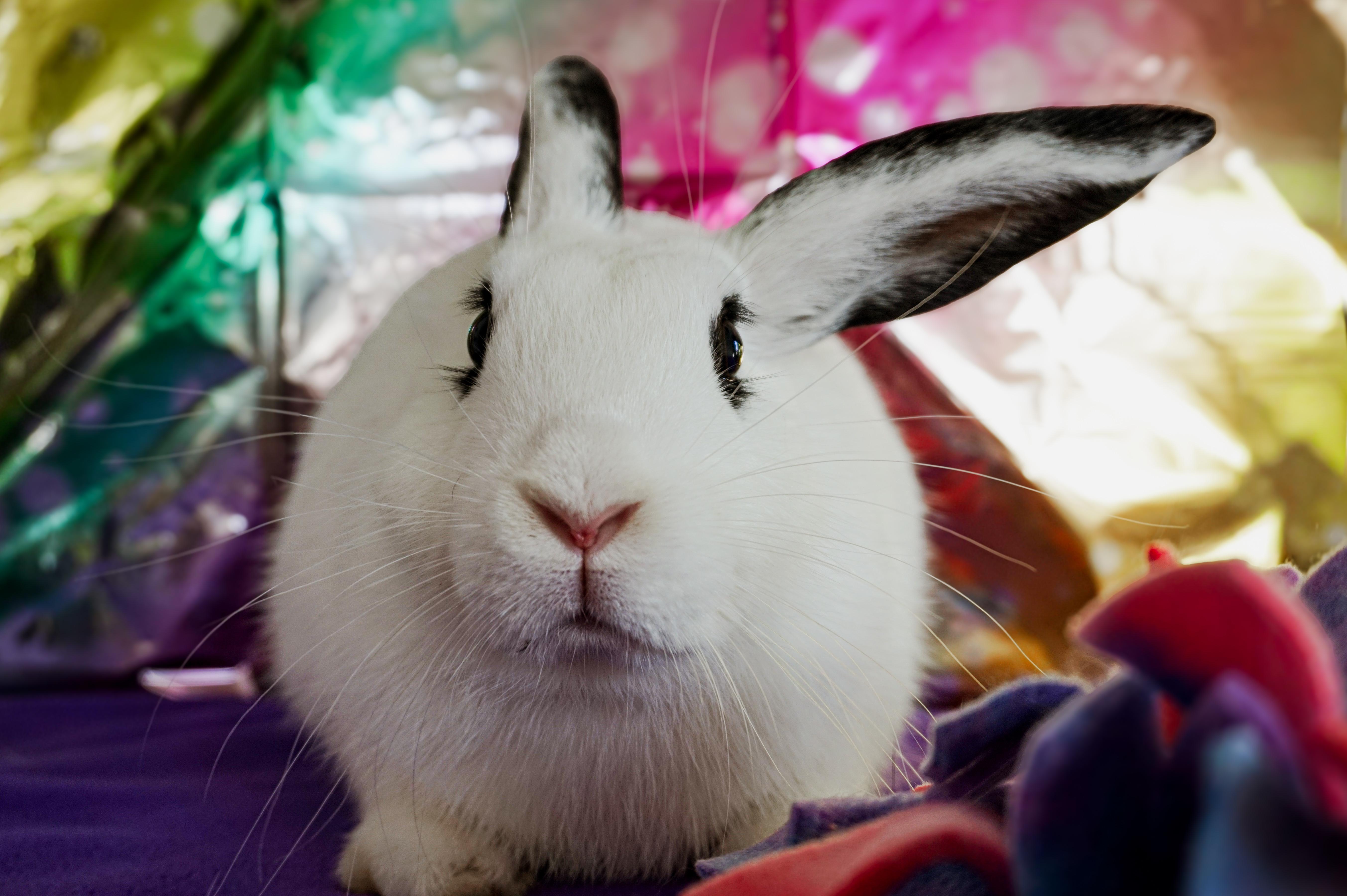 Enlarge Fig, a ADOPTABLE Bunny Rabbit in Long Beach, CA image 2/4