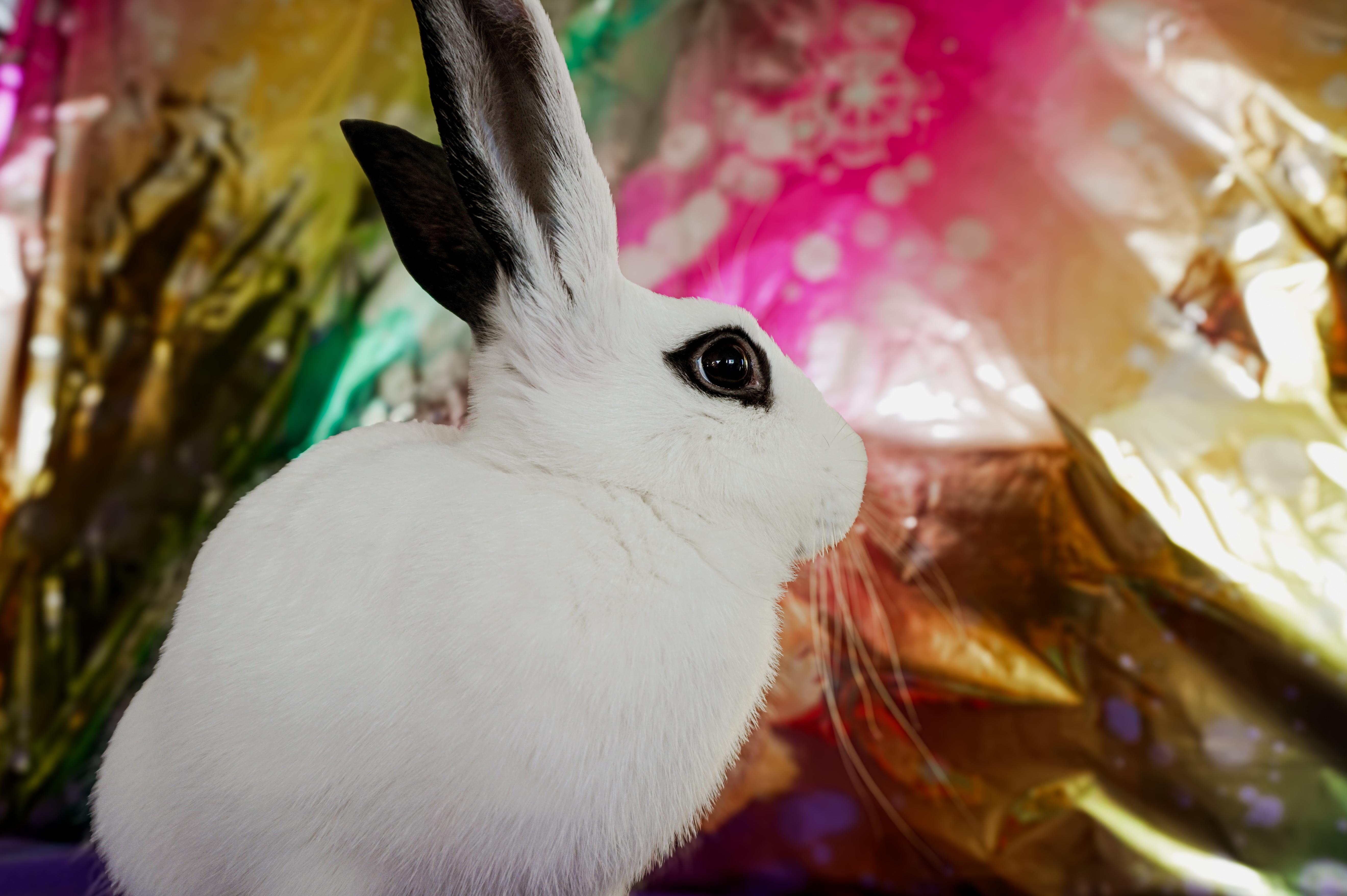 Enlarge Fig, a ADOPTABLE Bunny Rabbit in Long Beach, CA image 3/4