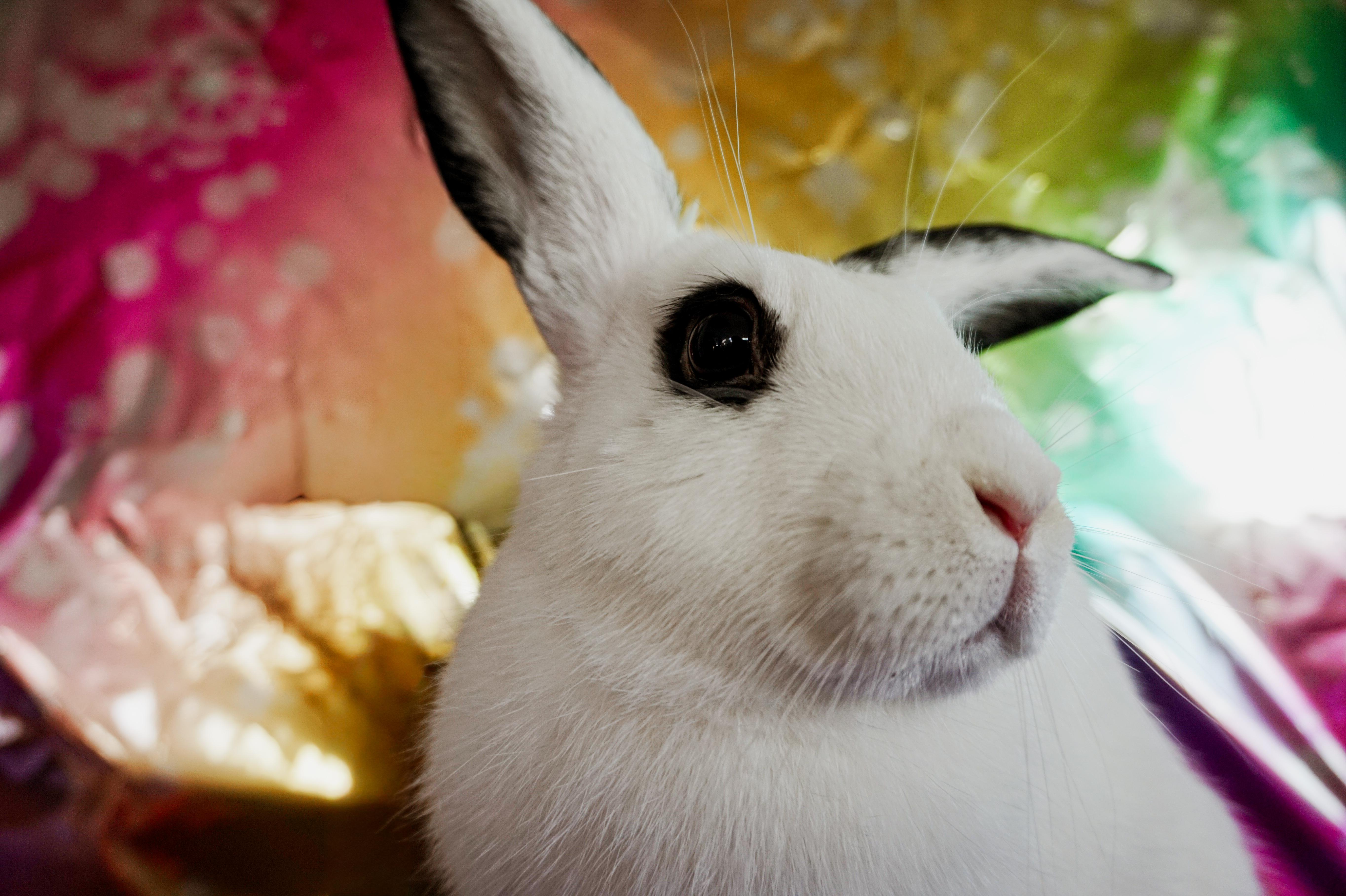 Enlarge Fig, a ADOPTABLE Bunny Rabbit in Long Beach, CA image 4/4