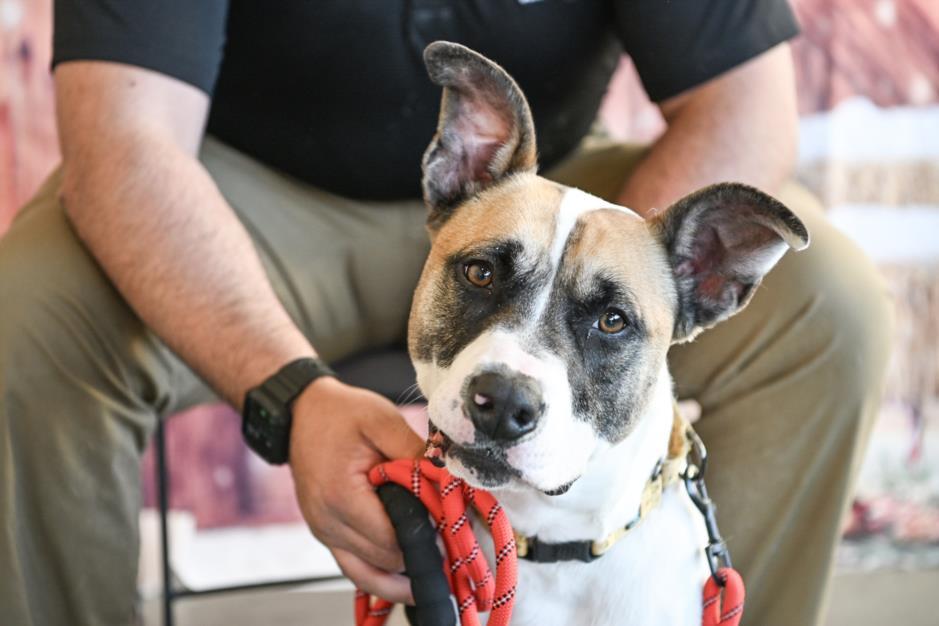 Enlarge BUTTERCUP, a Adoptable Mastiff in Chapel Hill, NC image 1/1