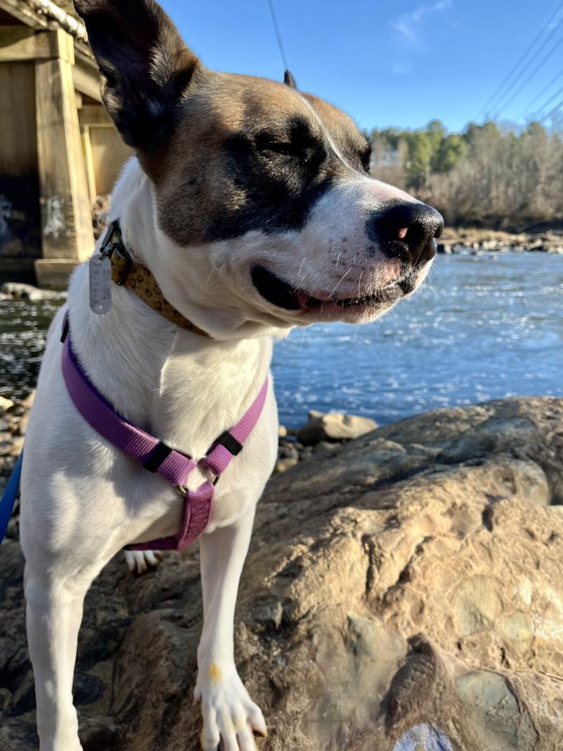 BUTTERCUP, Adoptable, Adult Female Mastiff.