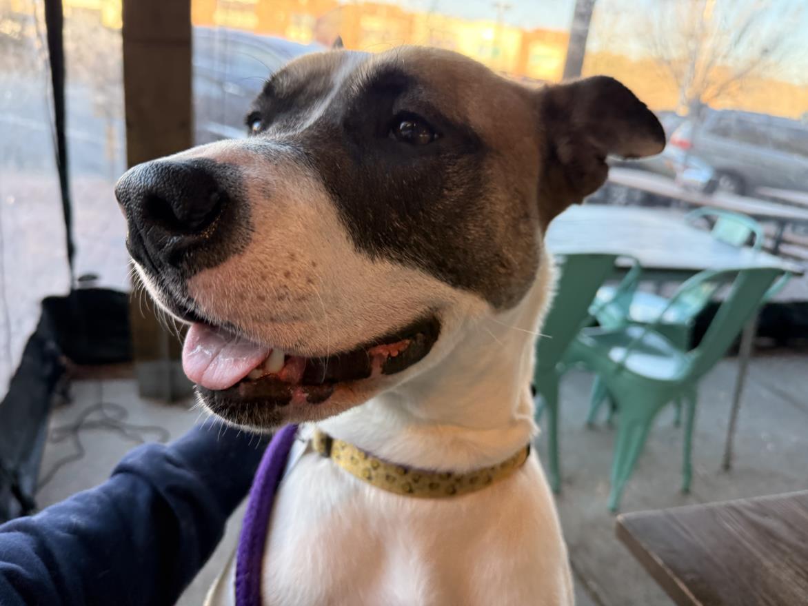 BUTTERCUP, Adoptable, Adult Female Mastiff.