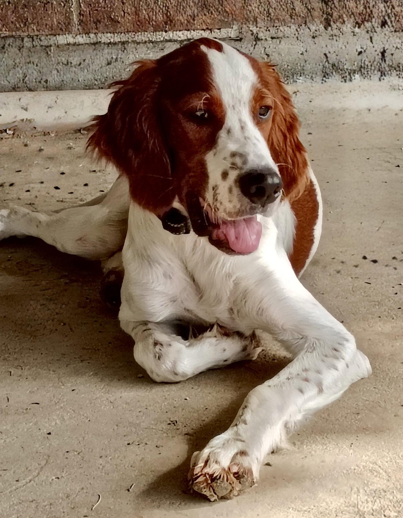 Declan, Adoptable, Young Male Irish Setter.