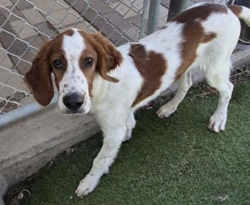 Declan, Adoptable, Young Male Irish Setter.