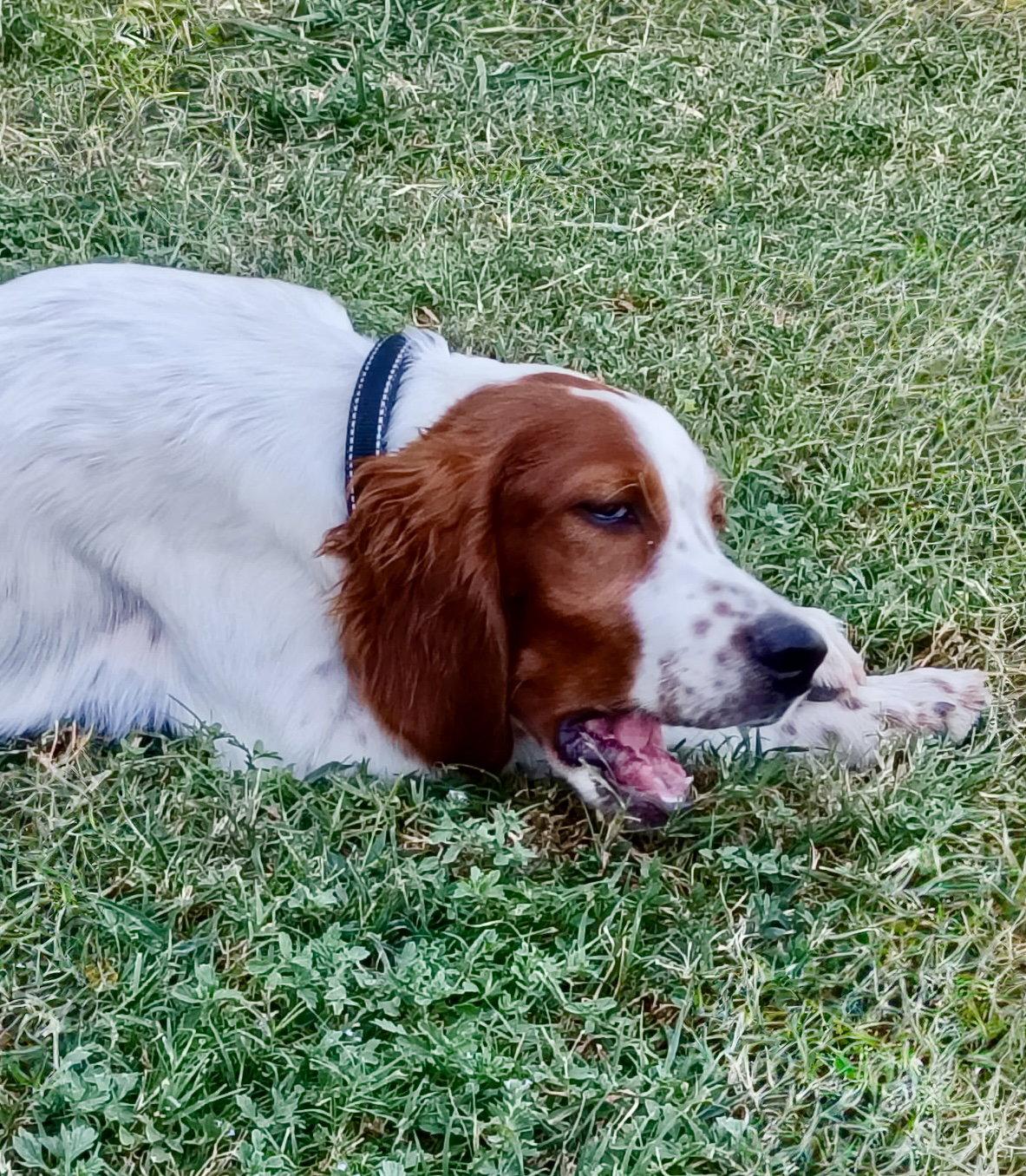 Enlarge Declan, a Adoptable Irish Setter in Denton, TX image 2/3