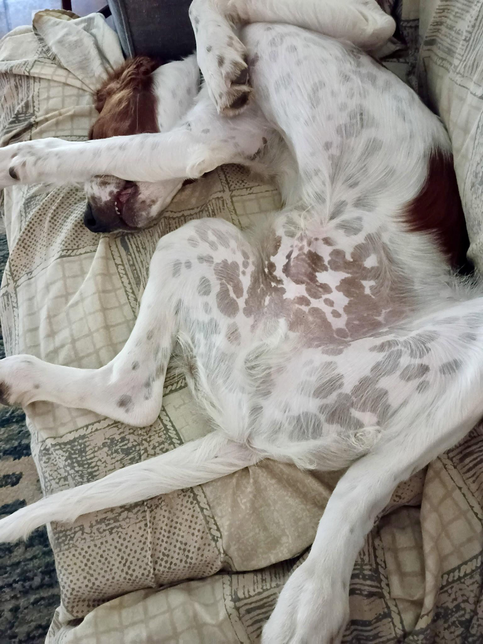 Enlarge Declan, a Adoptable Irish Setter in Denton, TX image 3/3