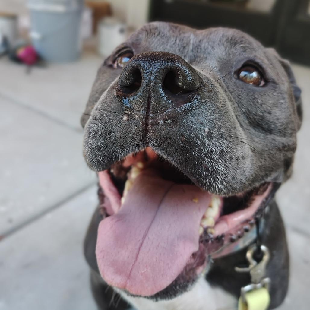 Ice, Adoptable, Adult Female Pit Bull Terrier.