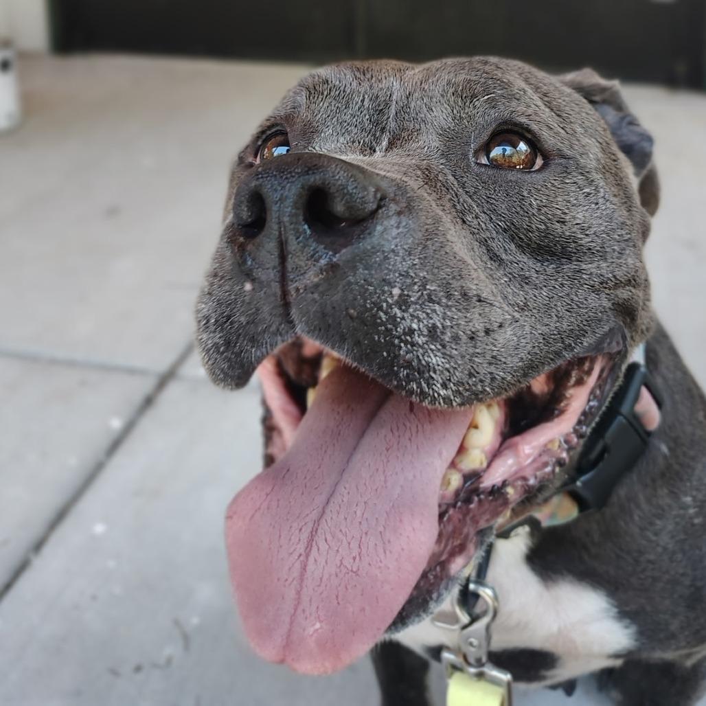 Enlarge Ice, a Adoptable Pit Bull Terrier in Evensville, TN image 2/4