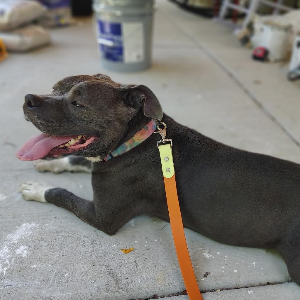 Enlarge Ice, a Adoptable Pit Bull Terrier in Evensville, TN image 3/4