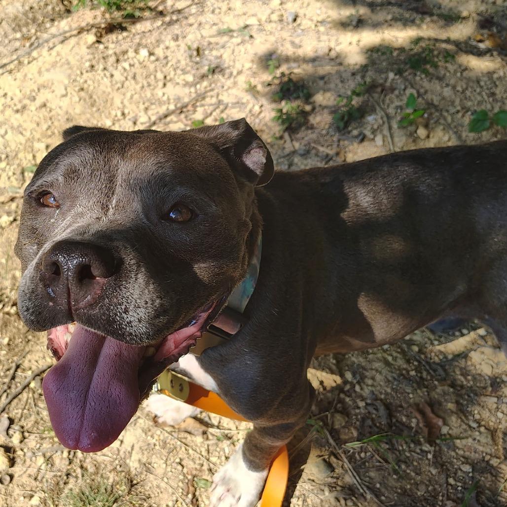 Enlarge Ice, a Adoptable Pit Bull Terrier in Evensville, TN image 4/4