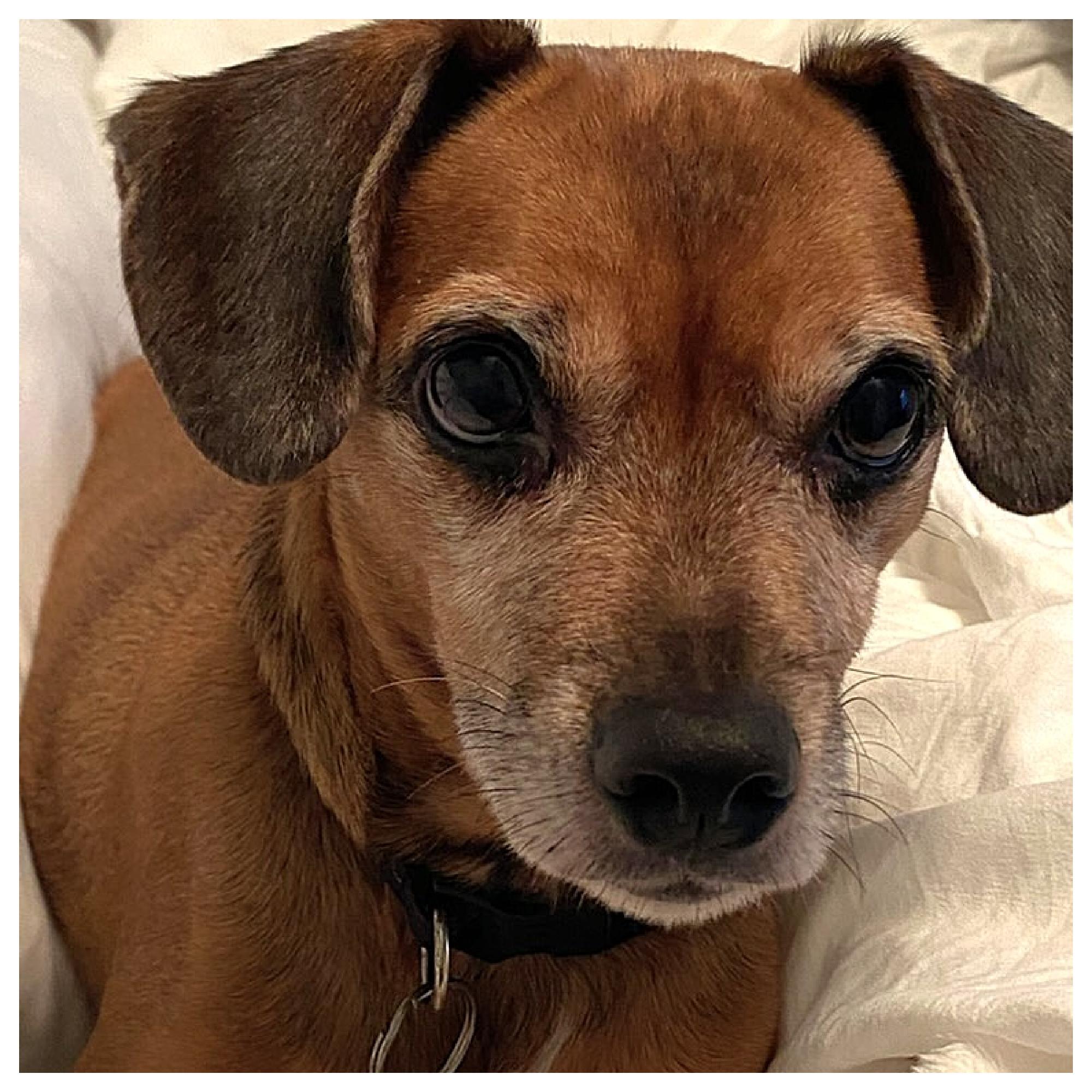 Max, a ADOPTABLE mixed breed in Eustis, FL image 2/3