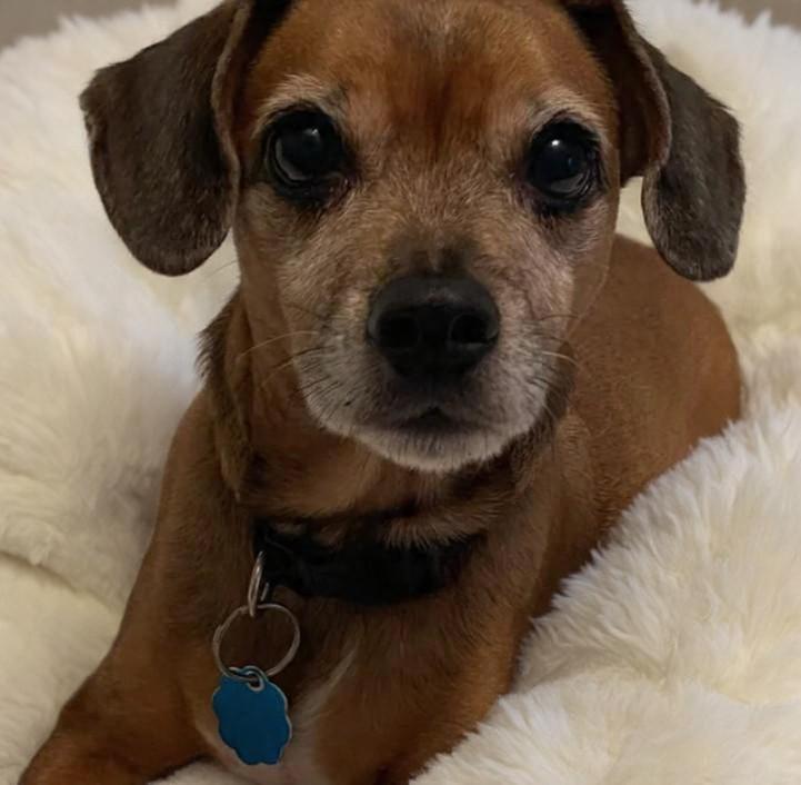 Max, adopted, Adult Male Dachshund & Terrier.
