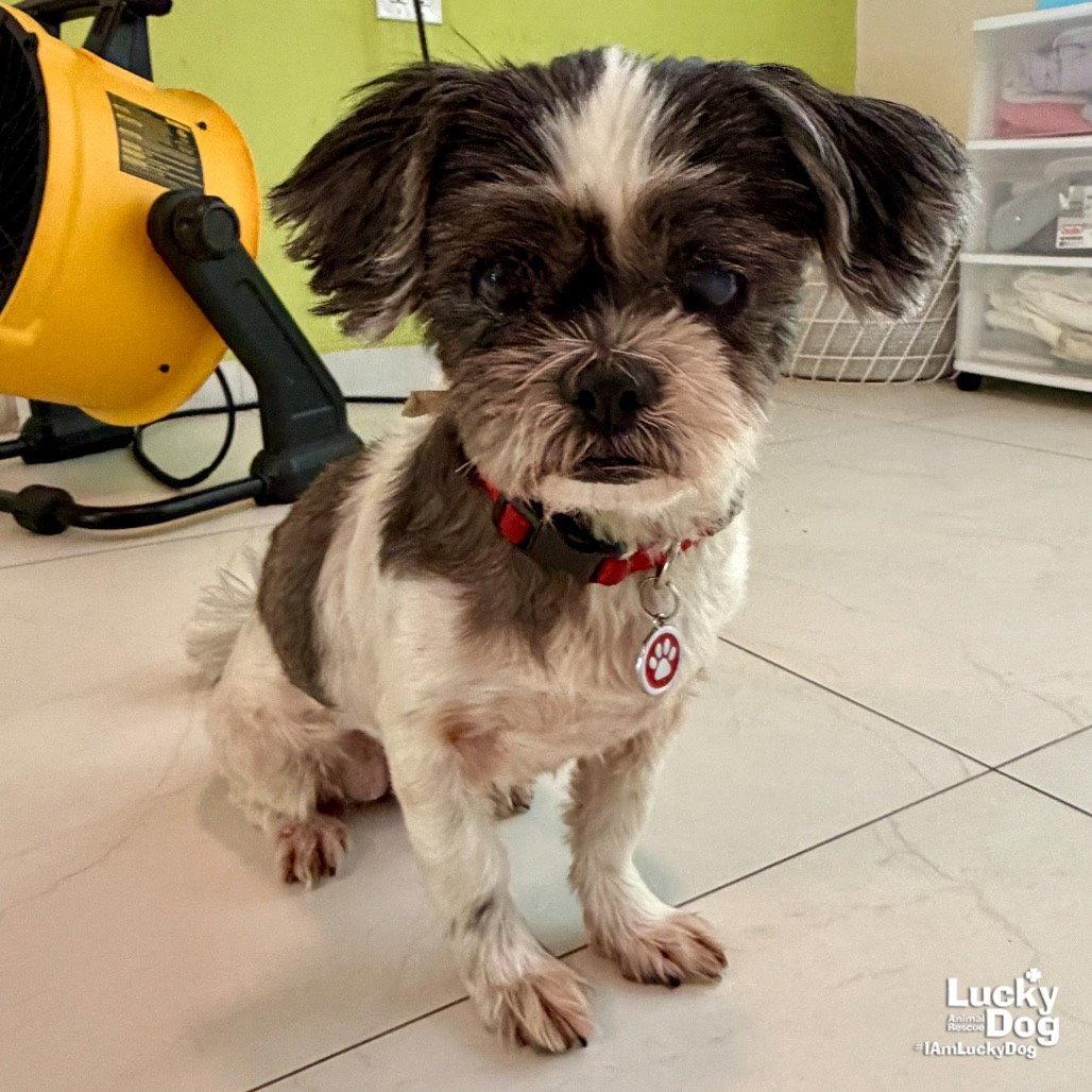 Lucero, Adoptable, Senior Female Shih Tzu.