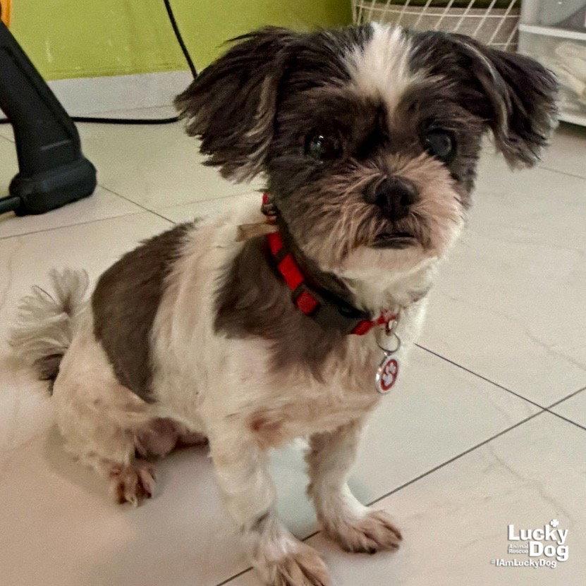 Enlarge Lucero, a Adoptable Shih Tzu in Washington, DC image 2/3
