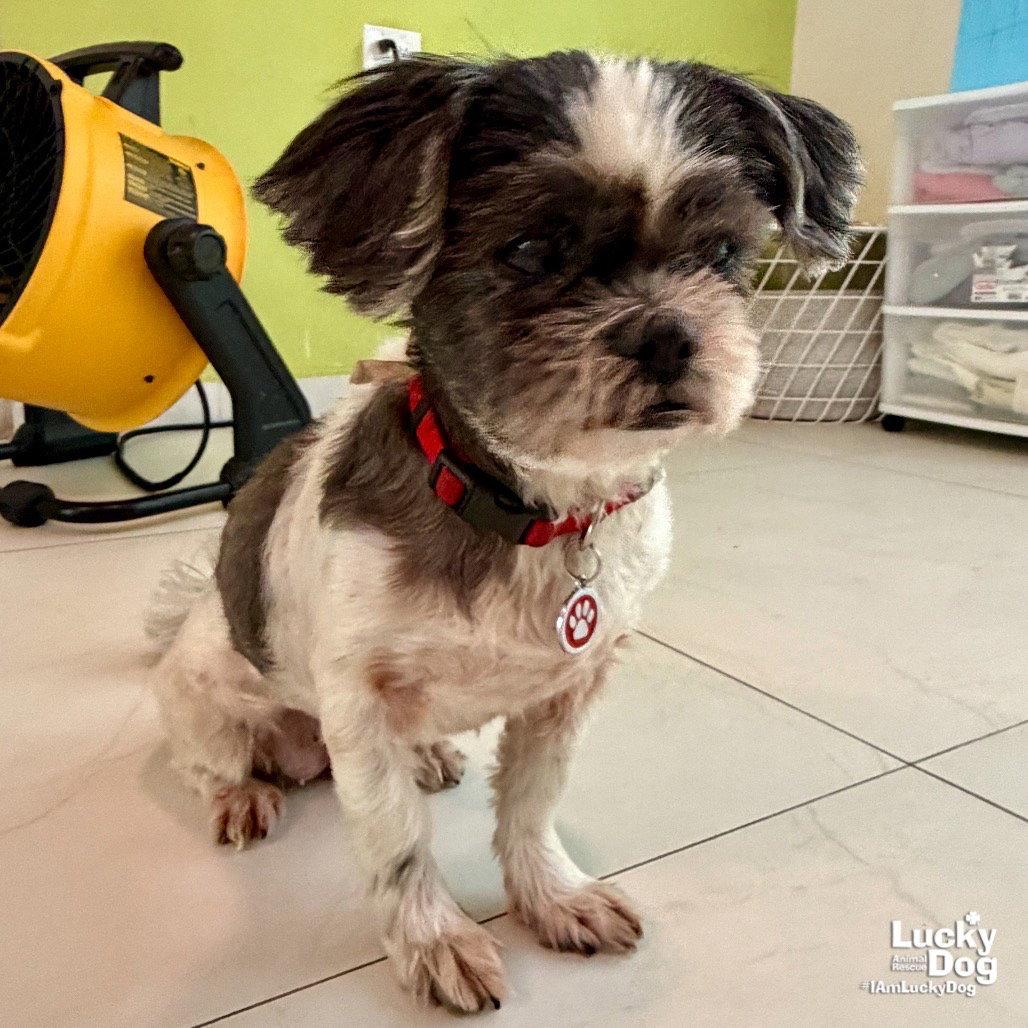 Enlarge Lucero, a Adoptable Shih Tzu in Washington, DC image 3/3
