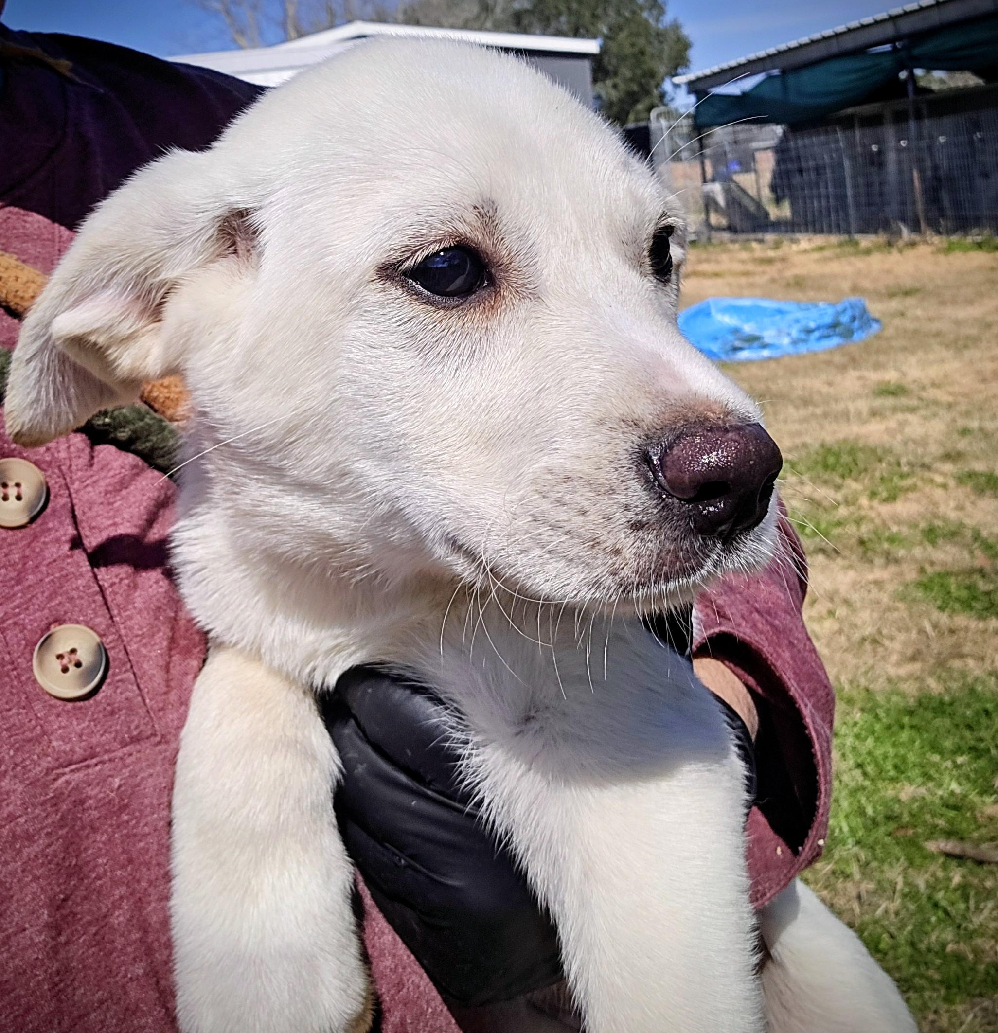 Enlarge Glacier, a ADOPTABLE Labrador Retriever in Hampton, VA image 3/3
