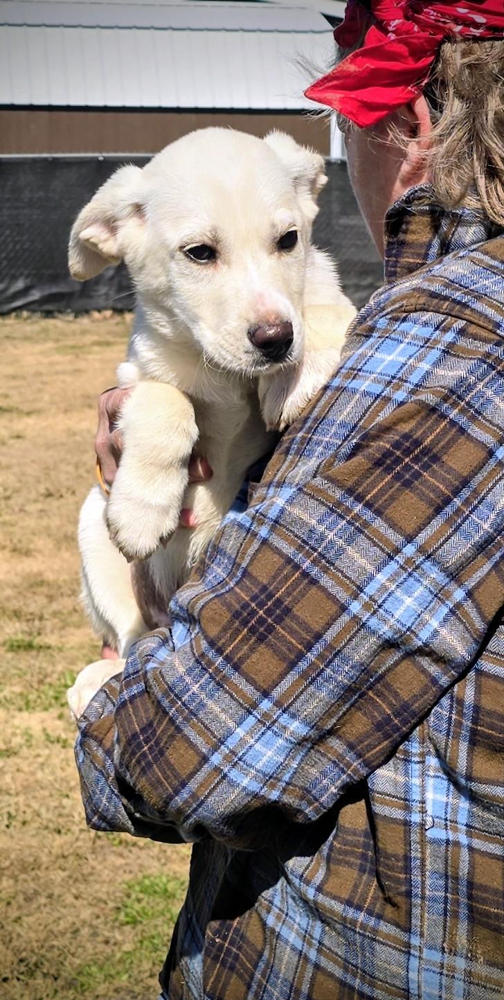 Enlarge Glacier, a ADOPTABLE Labrador Retriever in Hampton, VA image 2/3