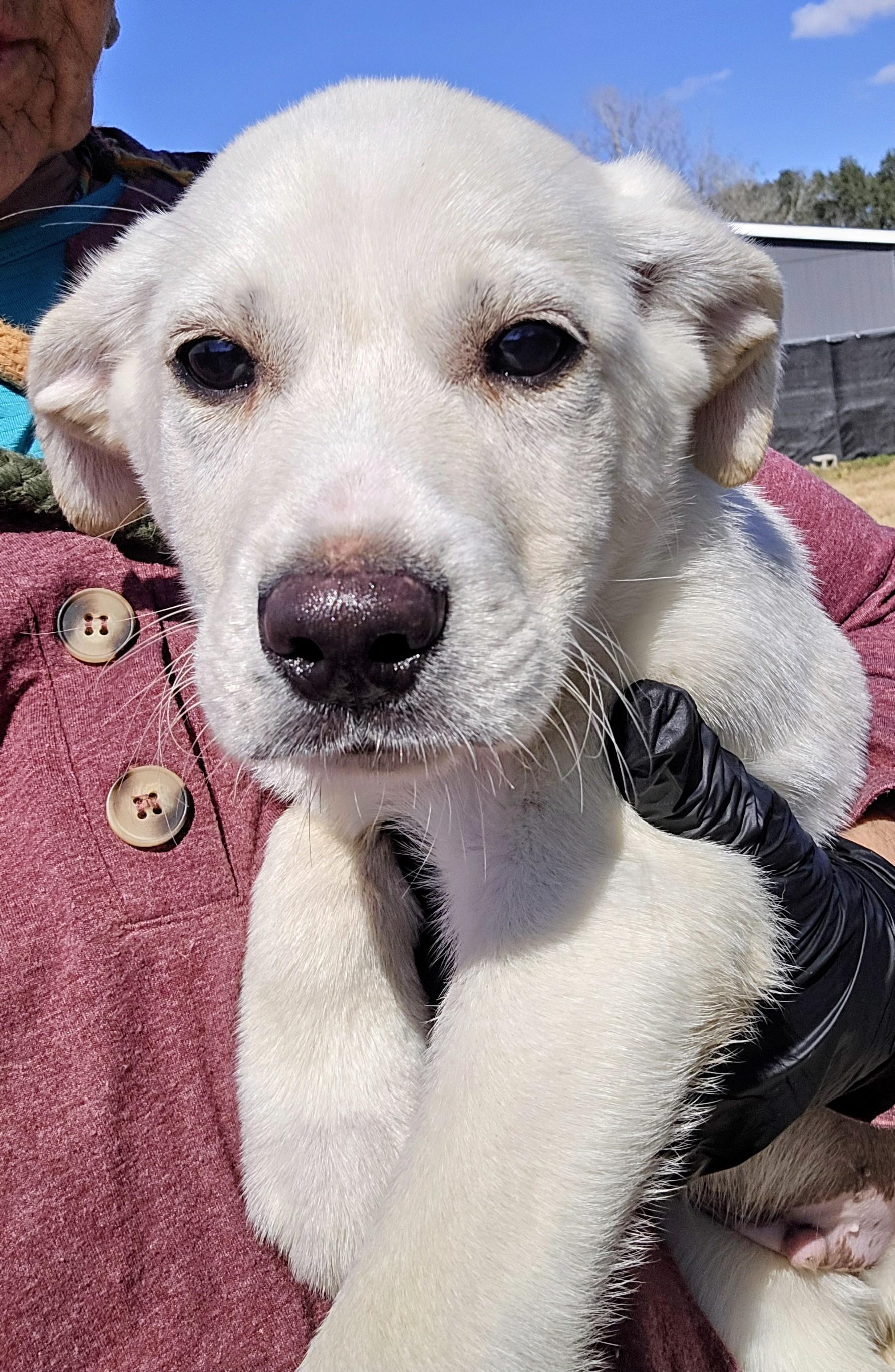 Enlarge Glacier, a ADOPTABLE Labrador Retriever in Hampton, VA image 1/3