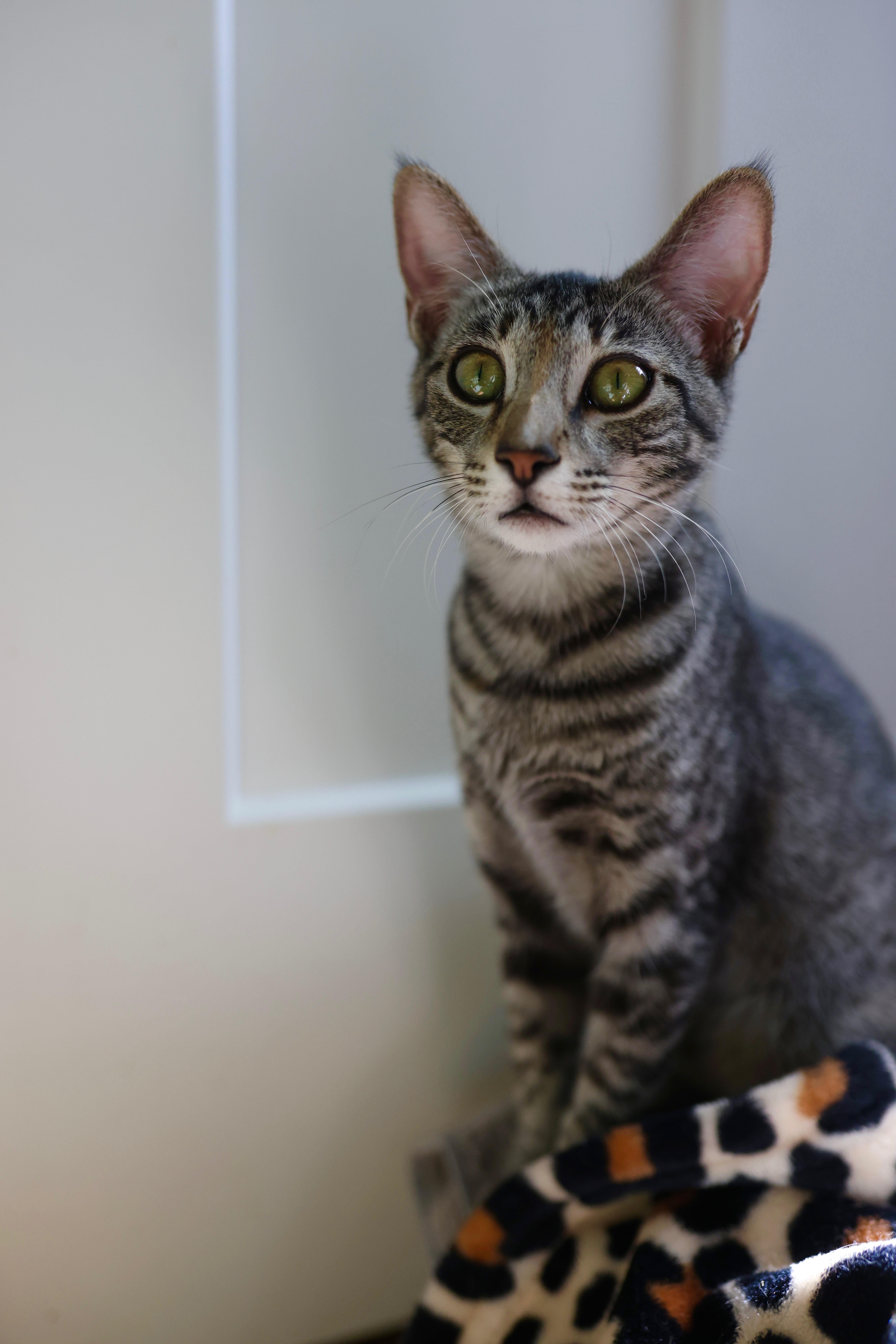 Sedona, ADOPTABLE, Kitten Female Domestic Short Hair.