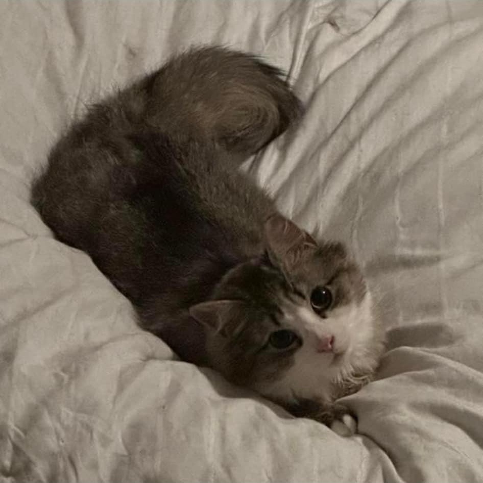 Tilly, ADOPTABLE, Kitten Female Domestic Medium Hair.