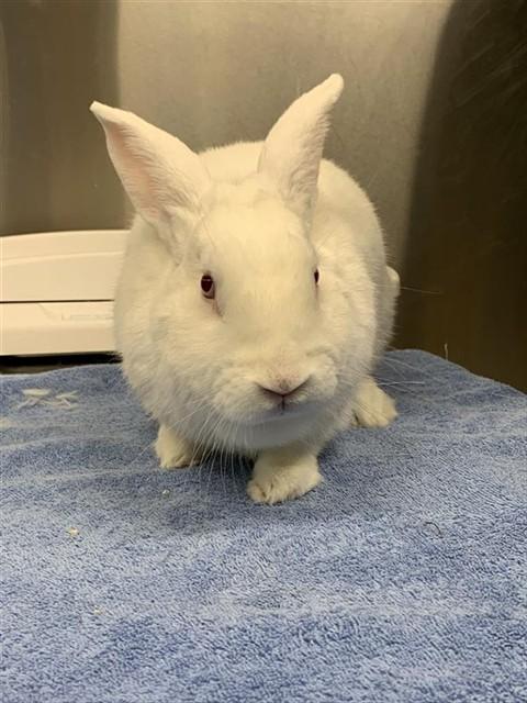 SNOW FLUFFY HOPSTER, Adoptable, Young Male Bunny Rabbit.