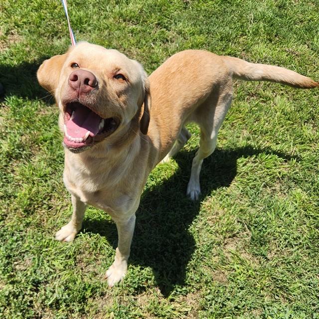 Enlarge A011309, a Adoptable mixed breed in Wylie, TX image 1/1