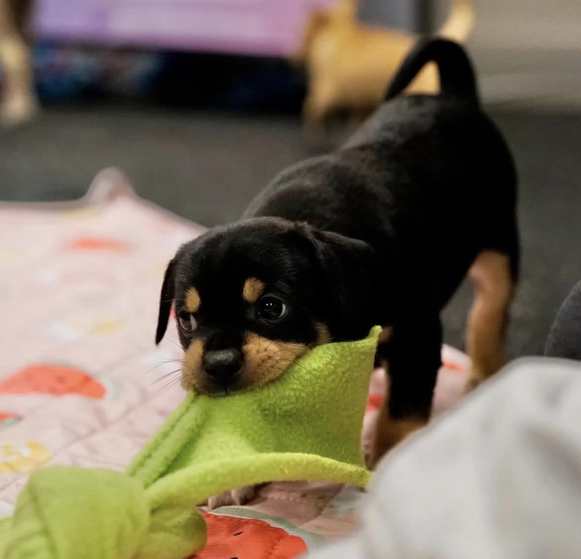 Enlarge Addy, a ADOPTABLE mixed breed in Pasadena, CA image 3/3