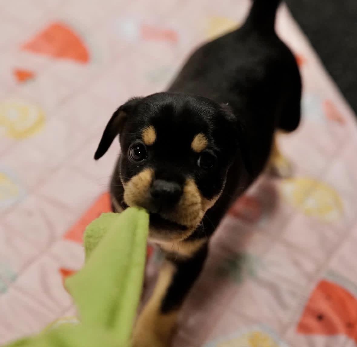 Enlarge Addy, a ADOPTABLE mixed breed in Pasadena, CA image 2/3